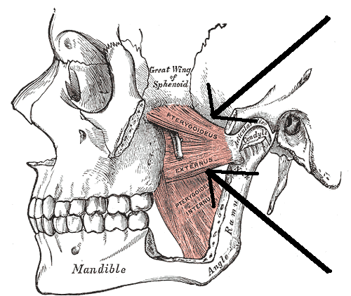 Ilustración detallada de una mandíbula humana, mostrando los músculos principales como el masetero y el temporal, áreas clave donde suele acumularse la tensión