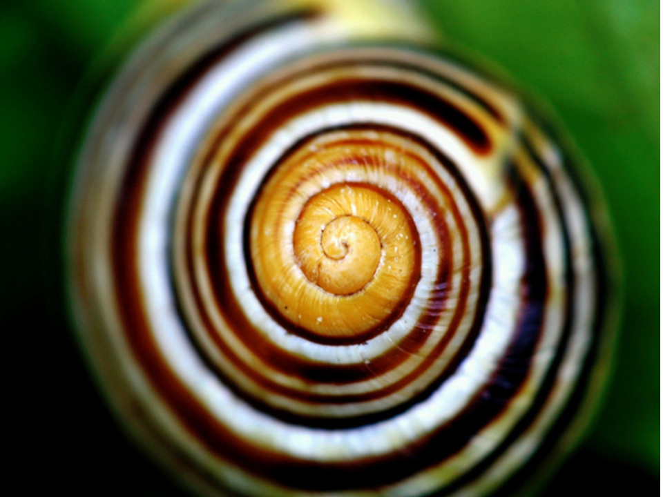 La espiral en la naturaleza.
